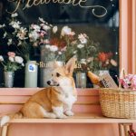 How a Pet-Focused Business Can Improve Your Lifestyle and Income
